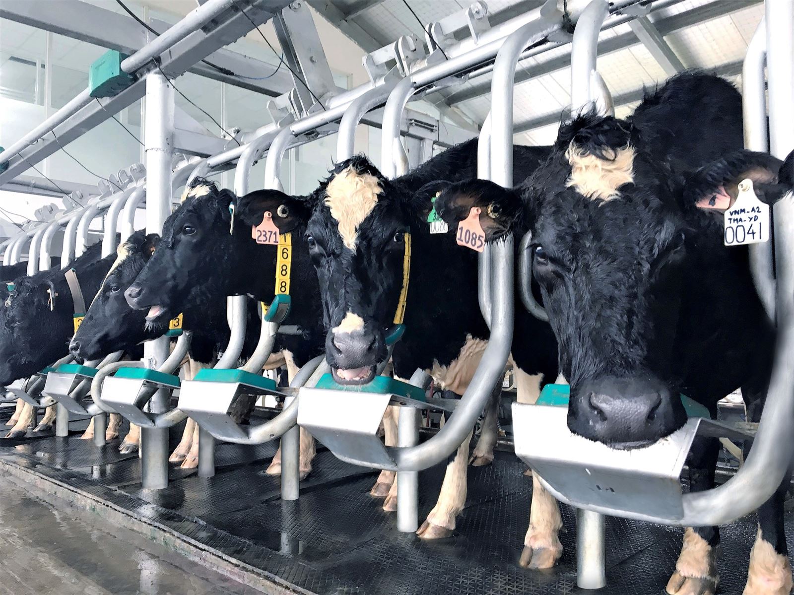 Nỗ lực phát triển ngành chăn nuôi bò sữa công nghệ cao