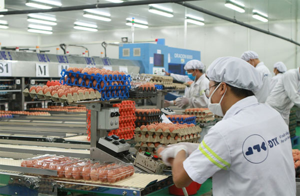 Nhà máy sản xuất trứng gà sạch ĐTK Phú Thọ được cấp chứng nhận ISO 22000:2018