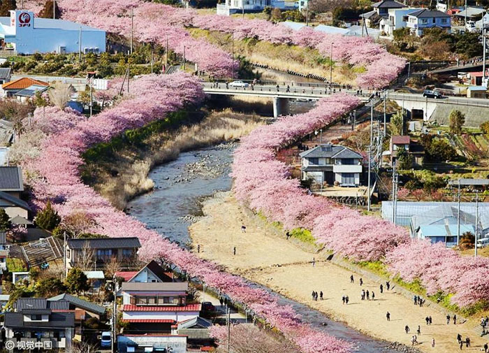 “Đã mắt” trước hình ảnh hoa anh đào nở sớm ở Nhật Bản