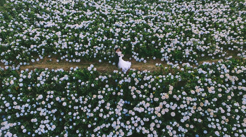 Choáng ngợp trước vẻ đẹp của cánh đồng hoa cẩm tú ở Đà Lạt