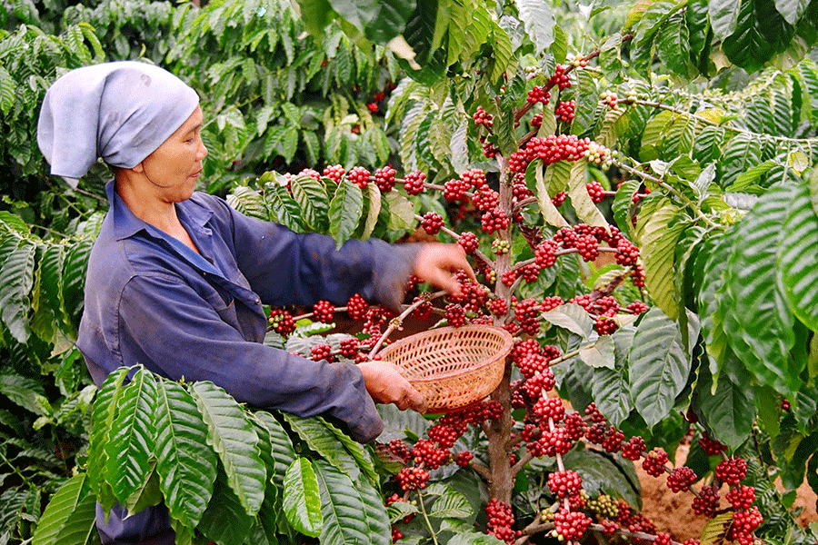 Xuất khẩu cà phê năm nay có thể đạt 1,35 triệu tấn