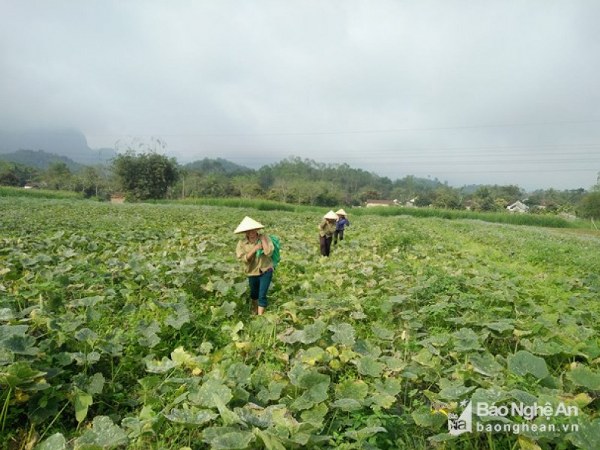 Thu lãi trên 100 triệu đồng/ha sau 75 ngày trồng bù đỏ