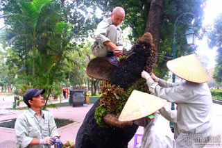 12 con giáp khổng lồ bằng cây lá màu ở Hà Nội