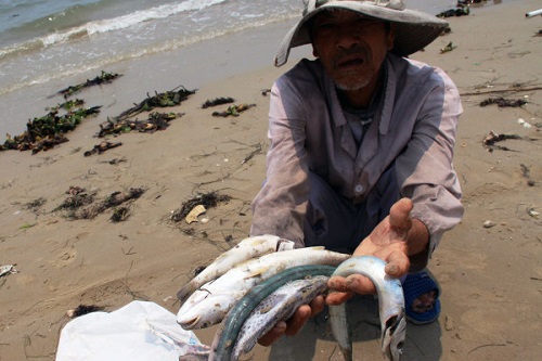 Cá chết hàng loạt: Tác động bất lợi và lâu dài cho nền kinh tế
