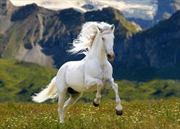 Tuổi trẻ như một chú ngựa, không chịu chạy không rèn luyện thì mãi chỉ là ngựa thường chẳng bao giờ trở thành chiến mã